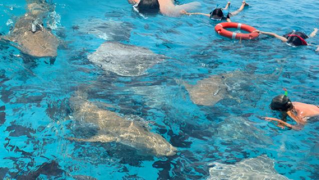 MaldivasMaléRayas y tiburonesBuceo libreEsnórquel3 horas [Nadar con tiburones]