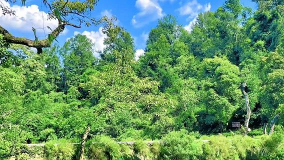 Lawatan sehari ke Tarikan Pelancongan Xiaoqikong Libo Guizhou [Lawatan sehari tanpa membeli-belah, perjalanan yang mudah]