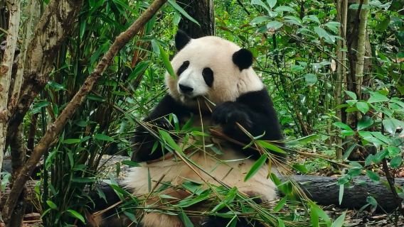 Perjalanan Sewa Kendaraan Satu Hari di Chengdu ● Museum Sanxingdui + Basis Panda + Memori Dongjiao ● Tur Privat Sichuan