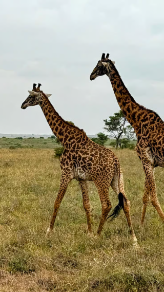 Half-day safari tour to Nairobi National Park in Kenya from 2 people