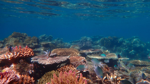 Australia, Isole Whitsunday tour in barca a vela + SUP stand-up paddle + snorkeling + pranzo