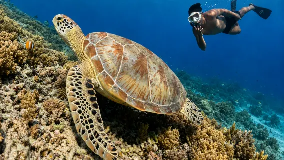 ギリ・アイア島発：ウミガメと水中彫刻のシュノーケリング | Trip.com