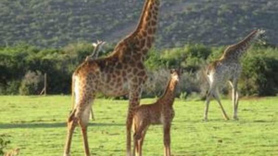 Addo Wildlife Experience: Giraffe Walk & Game Drive