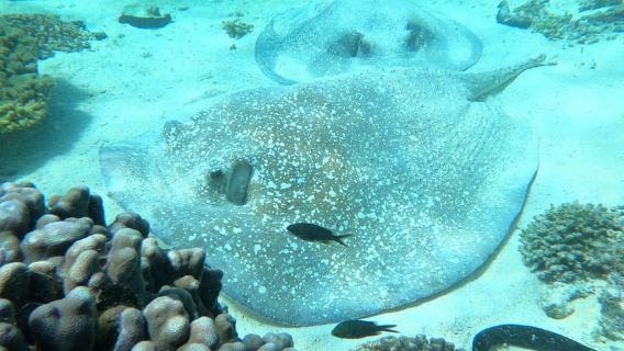Oman: Daymaniyat Islands Snorkeling Trip