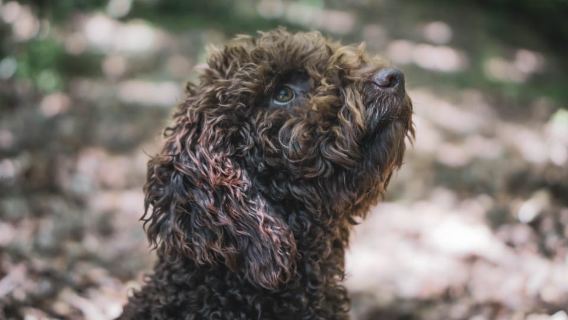 Truffle Hunting in San Gimignano