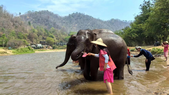 Excursión de un día al Campamento de Elefantes Secreto de Chiang Mai / cascada Sticky / paseo en balsa de bambú / traslado al hotel