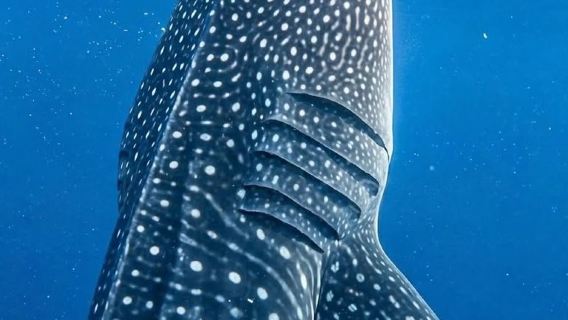 Borácay: Avistamiento premium de tiburones ballena en Libertad con equipo y medios submarinos | Filipinas