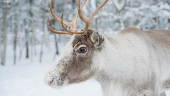 Scopri la lezione di guida delle renne in Lapponia da Rovaniemi, Finlandia