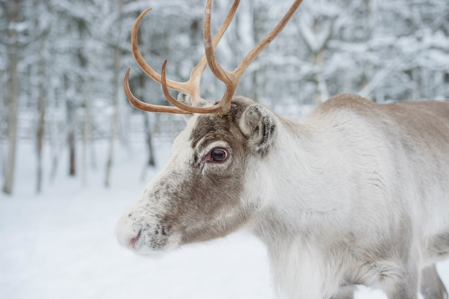 Lapland Reindeer Sledding Experience Tour from Rovaniemi, Finland