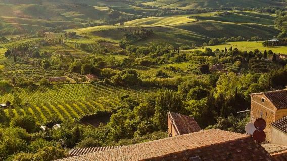 Montepulciano: Vineyard Guided Tour + Wine Tasting