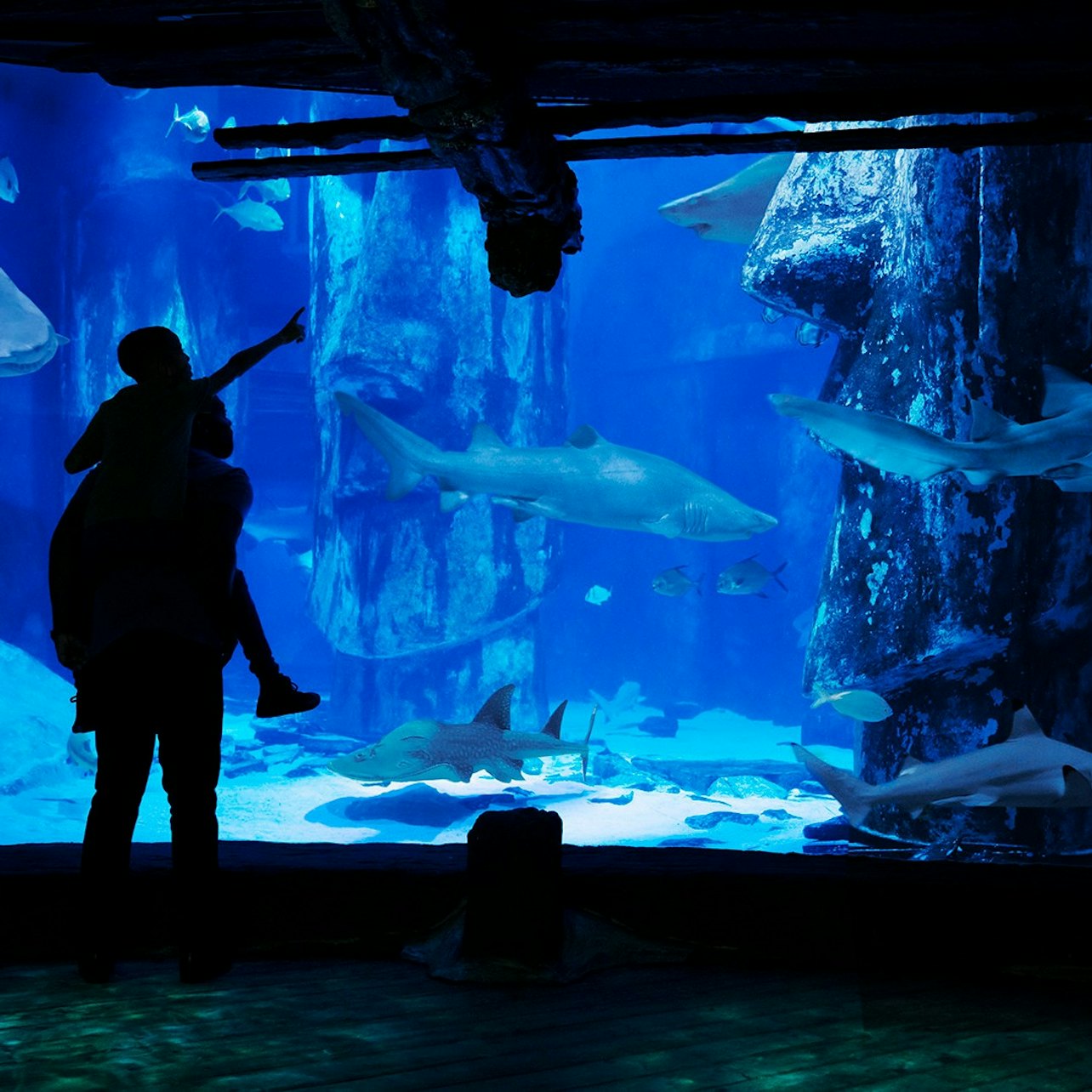 SEA LIFE London Aquarium: Entry Ticket