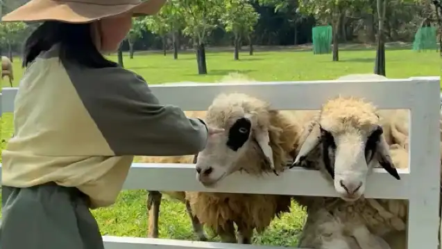 泰國清邁叢林飛躍鳳凰冒險公園Phoenix｜小火車親子樂園接送