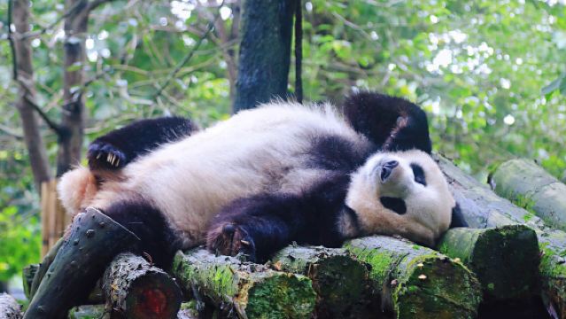 成都私人日遊：都江堰、青城山與熊貓基地的客製化探索之旅