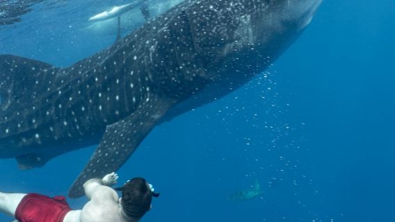 Oslob Whale Shark Watching индивидуальный трансфер/аренда автомобиля с водителем 12 ч