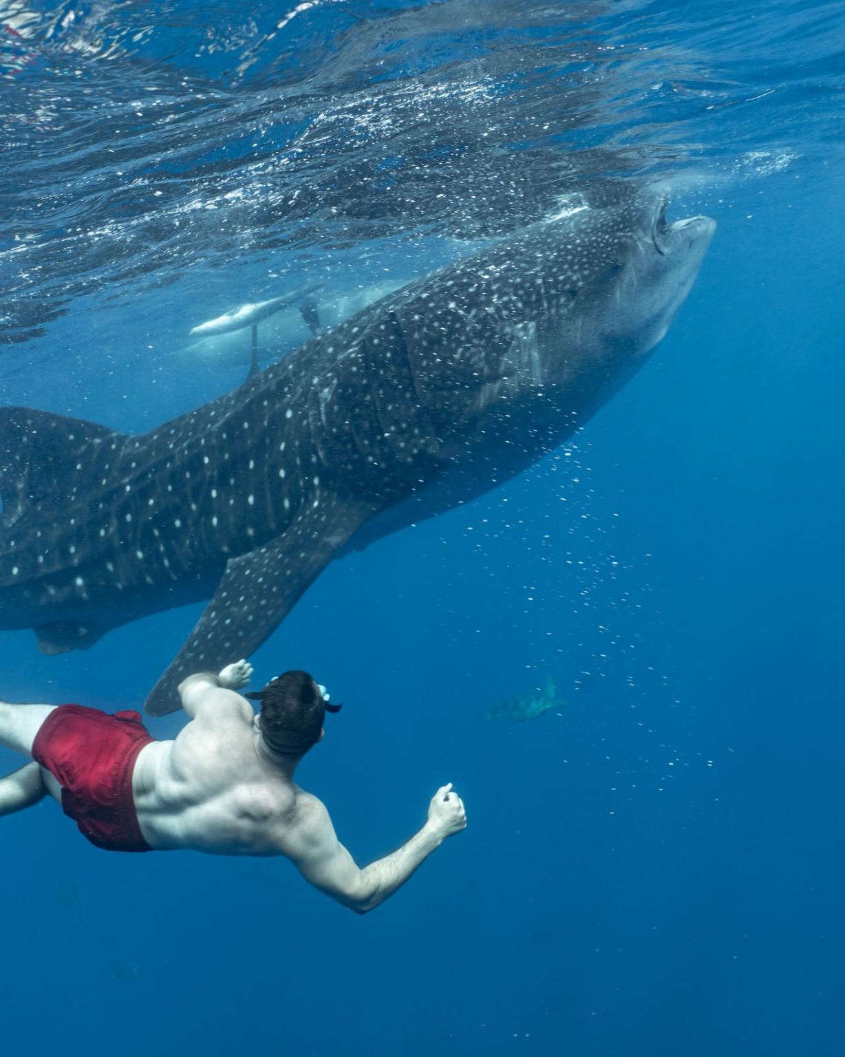 Pemerhatian Ikan Paus Oslob Sewaan Peribadi 12 jam