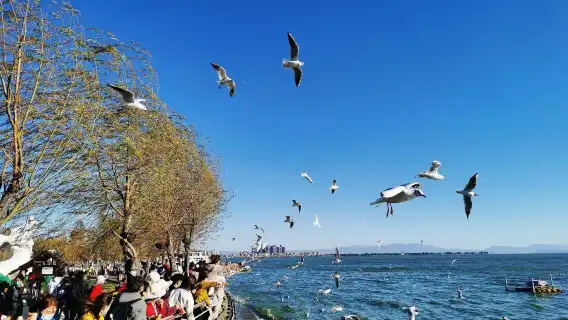 昆明全鏡翻譯/導遊/地陪 | 人文景點翻譯/商務翻譯| 景點遊玩| 英文/俄文/小語種| 歡迎諮詢