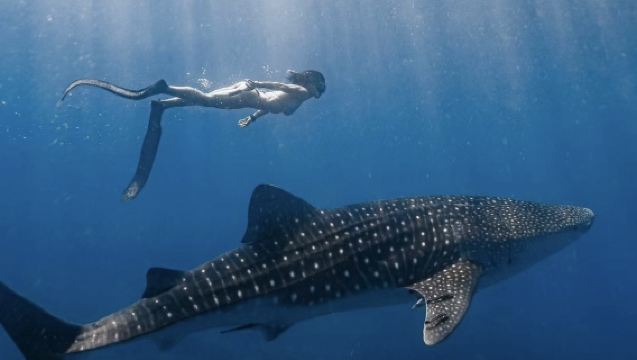 ดำน้ำดูวาฬและฉลามที่ OSLOB เมืองเซบู + ดำน้ำดูซาร์ดีนที่ Mobao