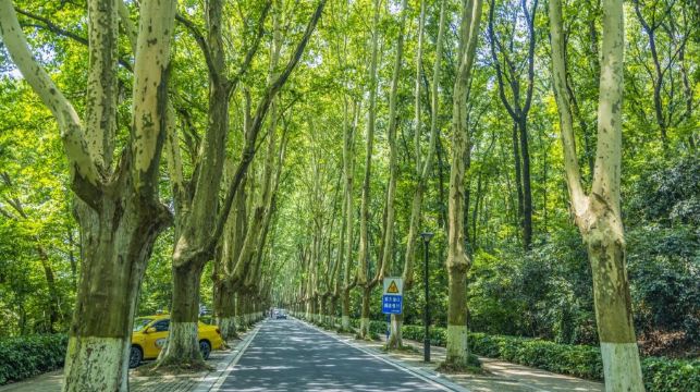 總統府+中山陵景區+陵園路+美齡宮半日遊丨含門票+導遊講解