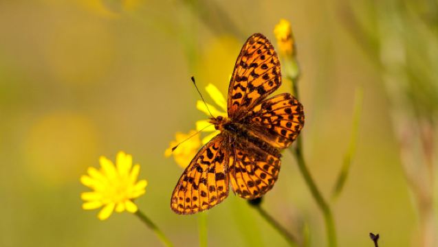 2.0 ทัวร์วันตรวจสอบป้อมปราการ 1