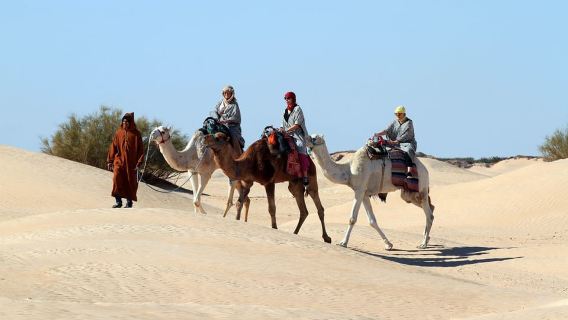 Douz: Sahara Desert Camel Trek with Lunch