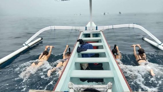 Bali: tour di osservazione dei delfini e snorkeling a Lovina
