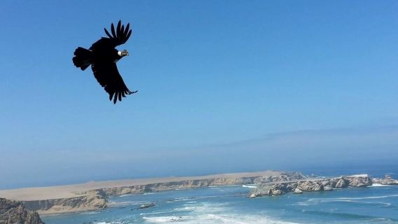 Excursion to San Fernando bay and Sandboarding in Nazca