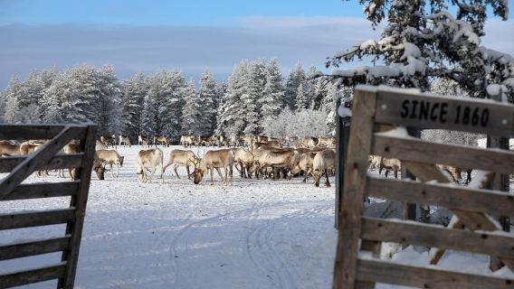Kuusamo: Morning Feeding of Hundreds of Reindeer