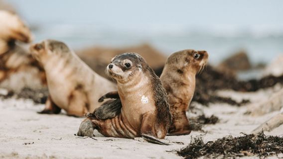 perjalanan satu hari Pulau Kanguru dan Teluk Seal di Adelaide, Australia dengan Penjemputan Hotel