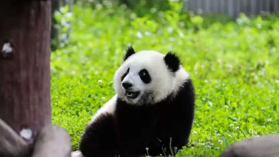 三星堆博物館含拼單導覽+成都大熊貓基地一日遊2-6人團含門票獨立出行成都三環內接駁