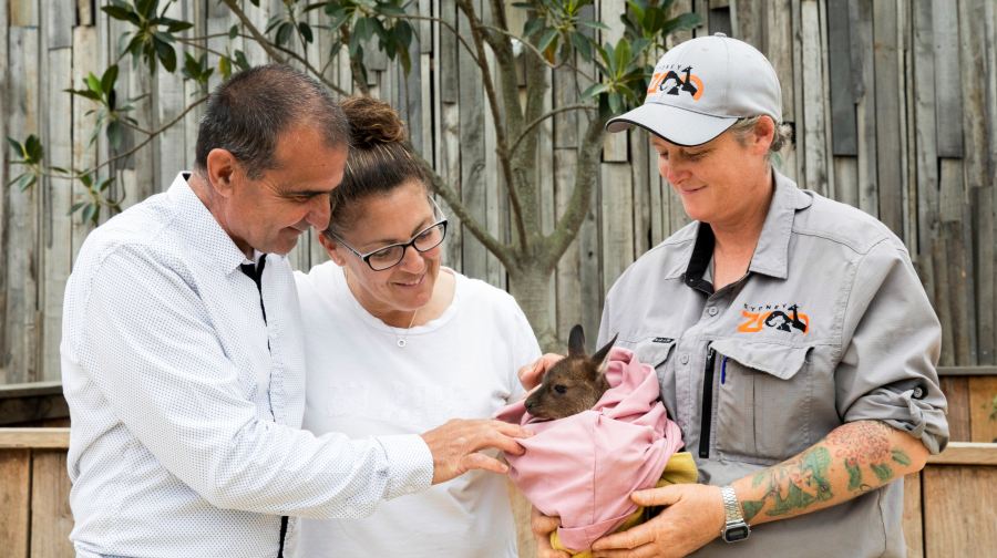 藍山一日遊+無尾照【含藍山纜車雪梨動物園餵袋鼠】