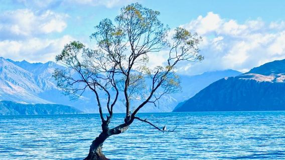 紐西蘭皇后鎮包車一日遊：瓦納卡漫遊+克倫威爾鎮採摘+箭鎮尋蹤