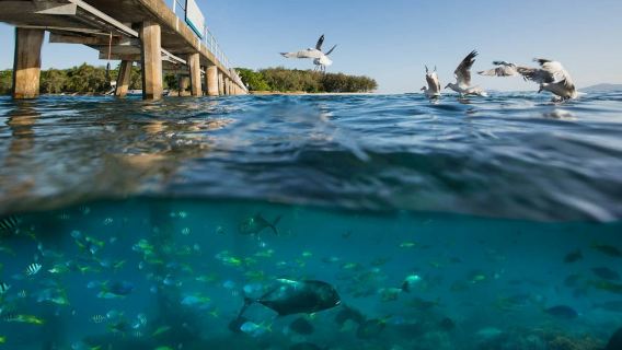 Cairns: Transfer promem na Wyspę Green + opcjonalny snorkeling