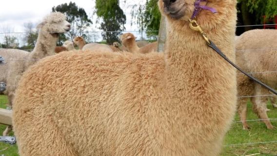 黃金海岸雷明頓+O'Reily+葡萄莊園+親子遊&包車日遊