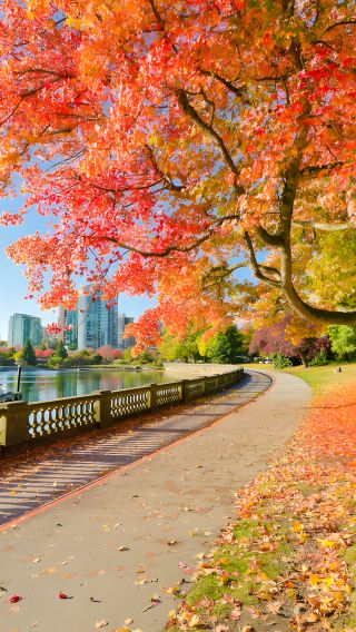 Canada Vancouver City Day Tour | Lookout Tower + Capilano Suspension Bridge + Stanley Park Totems