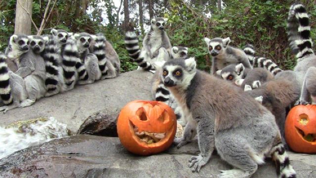 馬德里法烏尼亞動物園+托萊多橋+皇家歌劇院包車一日遊