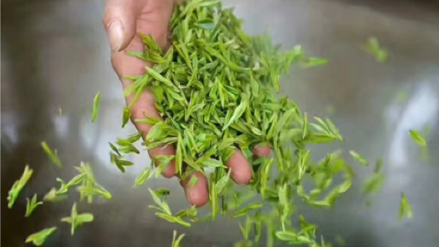 Excursión de un día ida y vuelta a Shanghái: Lugar pintoresco del Lago Oeste ~ Meijiawu | Experiencia de recolección de té, tostado de té y degustación de té