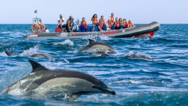 Benagil-Höhlen: Geführte RIB-Bootstour ab Albufeira + Delfinbeobachtung
