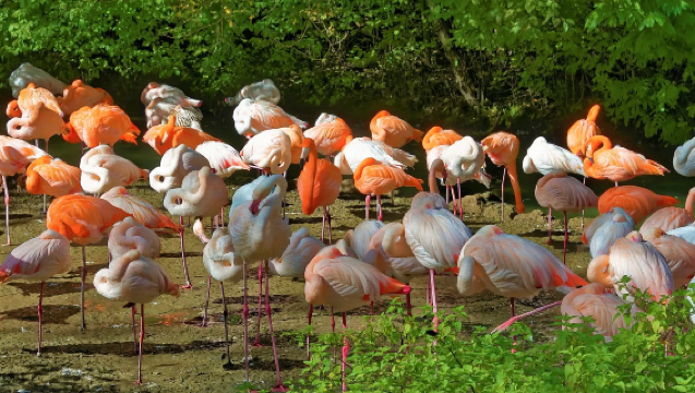 [Munich Family-Friendly Custom Tour] Hellabrunn Zoo + Nymphenburg Palace + New Town Hall