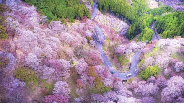 Nagoya Departure | Nara Yoshino Mountain Kinpusen-ji Temple Thousand Cherry Blossoms Day Tour - Japan World Heritage Site