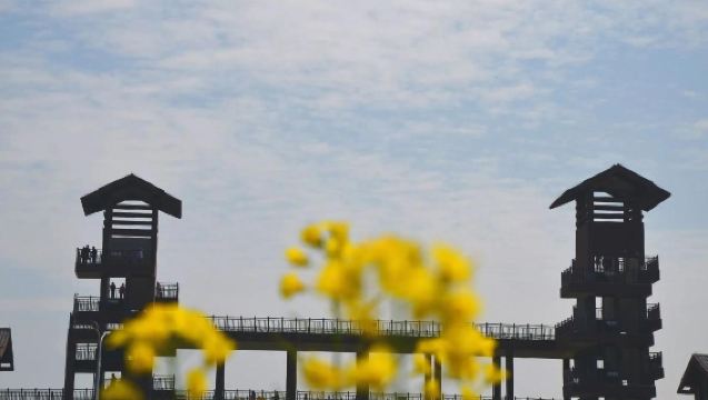 興化千垛油菜花含遊船+李中水上森林一日遊【泰州火車高鐵站專線