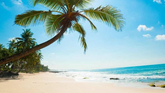 From Kochi: Private Backwaters, Beach & Cultural Day Tour