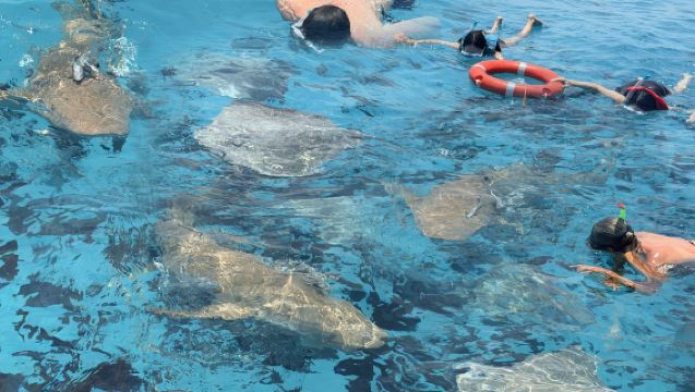 MaladewaMaléStingray & HiuSelam BebasSnorkeling3 Jam [Berenang bersama Hiu]