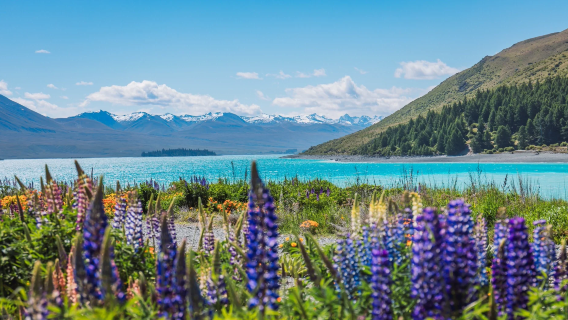Queenstown ke Tekapo sehala: Pekan Arrow + Pokok Kesunyian + Wanaka + Salmon [Kumpulan berbahasa Cina]