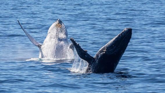 1.5-hour whale watching cruise from Shellharbour in Wollongong