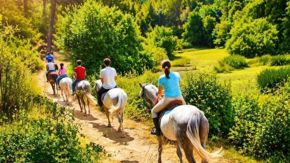 Siena: Horseback Ride in Chianti Hills Experience