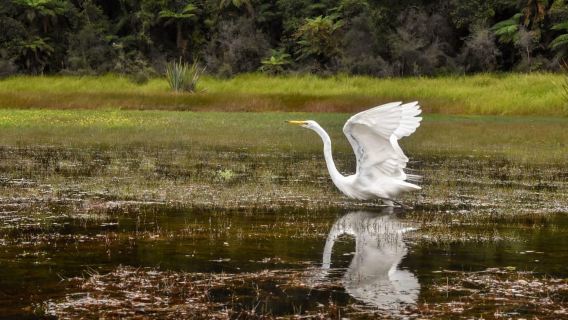 Franz Josef: Kayak & Walking Tour to Okarito Kiwi Sanctuary