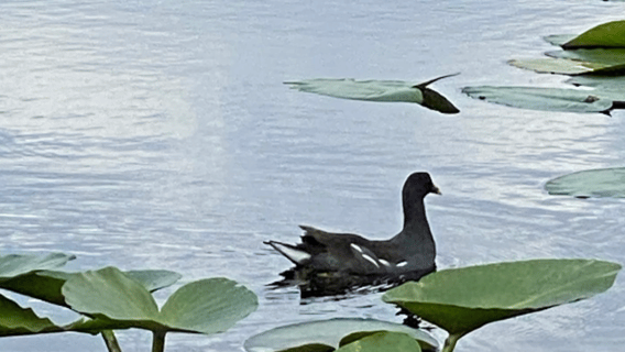 Kissimmee: Everglades Alligator and Wildlife Airboat Tour
