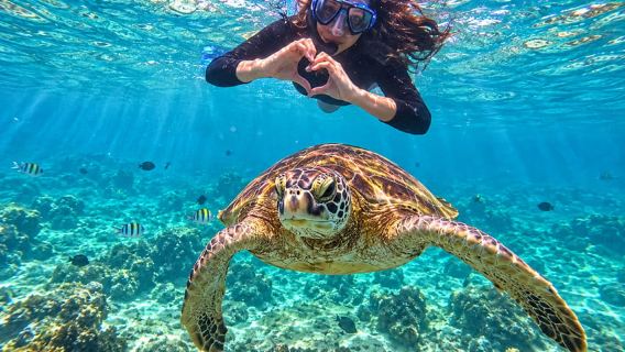 Mirissa Sea Turtle Snorkeling with 100% Sighting Guarantee