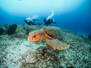 Discover Scuba Diving & Beach Club with Transportation In Riviera Maya 