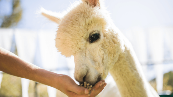 Winter exclusive|Alpaca World X Nami Island X Five-Color Starlight Garden Exhibition at Garden of Morning Calm